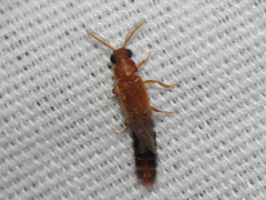 Distremocephalus texanus