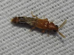 Distremocephalus texanus