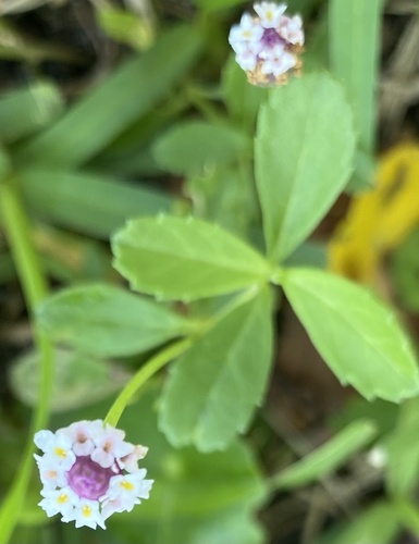 Phyla nodiflora