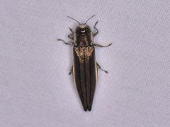 Agrilus macer