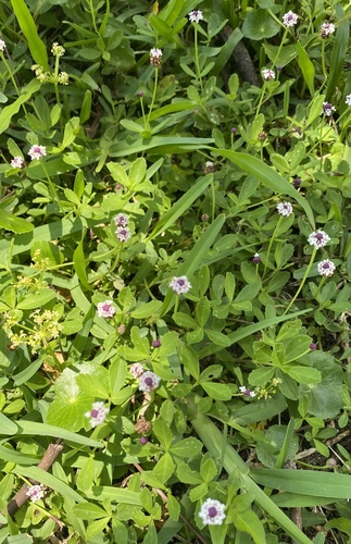 Phyla nodiflora