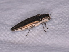 Agrilus macer