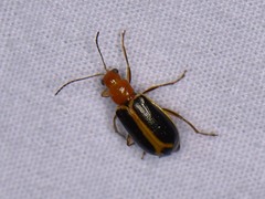 Cyclotrypema furcata