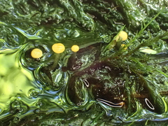 Vibrissea truncorum