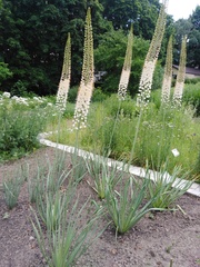 Eremurus spectabilis