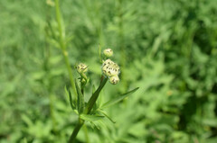 Cephalaria litvinovii