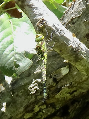 Aeshna cyanea
