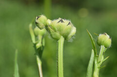 Cephalaria litvinovii
