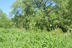 Cephalaria litvinovii