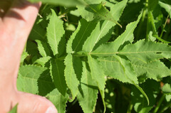 Cephalaria litvinovii