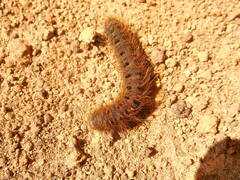 Lemonia dumi