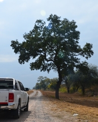 Schinopsis lorentzii