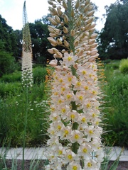Eremurus spectabilis