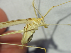 Arethaea phantasma