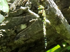 Aeshna cyanea