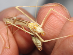 Arethaea phantasma