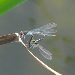 Erythromma najas