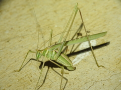 Arethaea phantasma