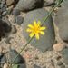 Chondrilla juncea - Photo (c) Tony Rodd, algunos derechos reservados (CC BY-NC-SA)
