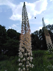 Eremurus spectabilis
