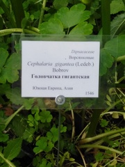 Cephalaria gigantea