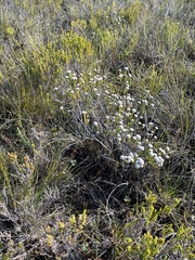 Phylica selaginoides