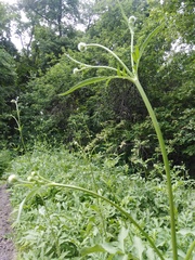Cephalaria gigantea