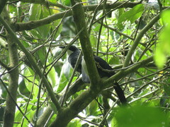 Melanotis hypoleucus