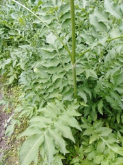 Cephalaria gigantea