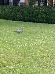 Columba palumbus