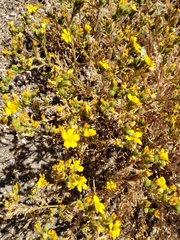 Deinandra pentactis