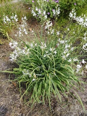 Ornithogalum