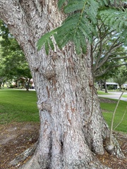 Peltophorum