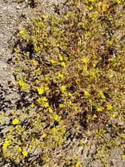 Deinandra pentactis