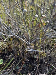 Phylica selaginoides
