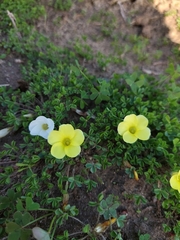 Oxalis suavis