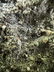 Cosmobaris scolopacea