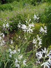 Ornithogalum
