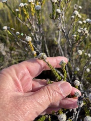 Phylica selaginoides