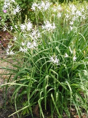 Ornithogalum