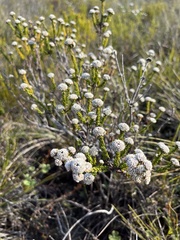 Phylica selaginoides