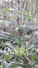 Bactris setosa