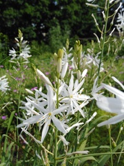 Ornithogalum