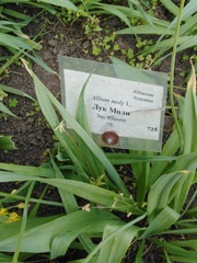Allium moly