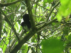 Melanotis hypoleucus