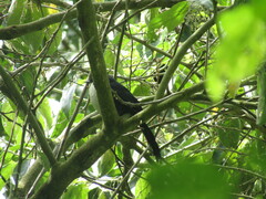 Melanotis hypoleucus