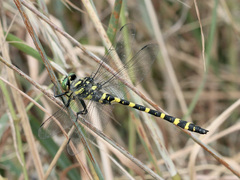 Cordulegaster boltonii