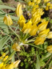 Allium moly