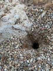 Myrmecocystus mexicanus