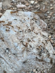 Myrmecocystus mexicanus